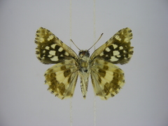 Ernsta dromus