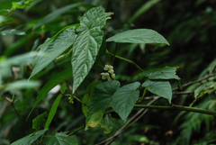 Begonia longifolia