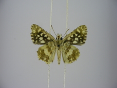 Ernsta dromus