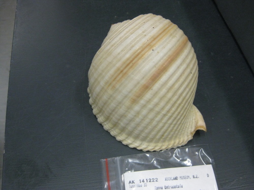 Tonna tetracotula