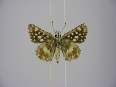 Ernsta dromus
