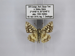 Ernsta dromus