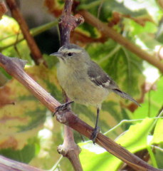 Conirostrum cinereum