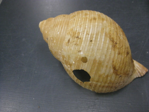 Eudolium crosseanum