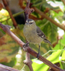 Conirostrum cinereum