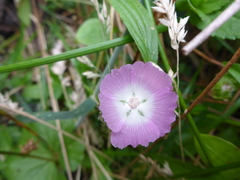 Sidalcea calycosa rhizomata