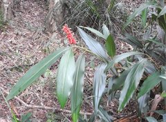 Alpinia stachyodes
