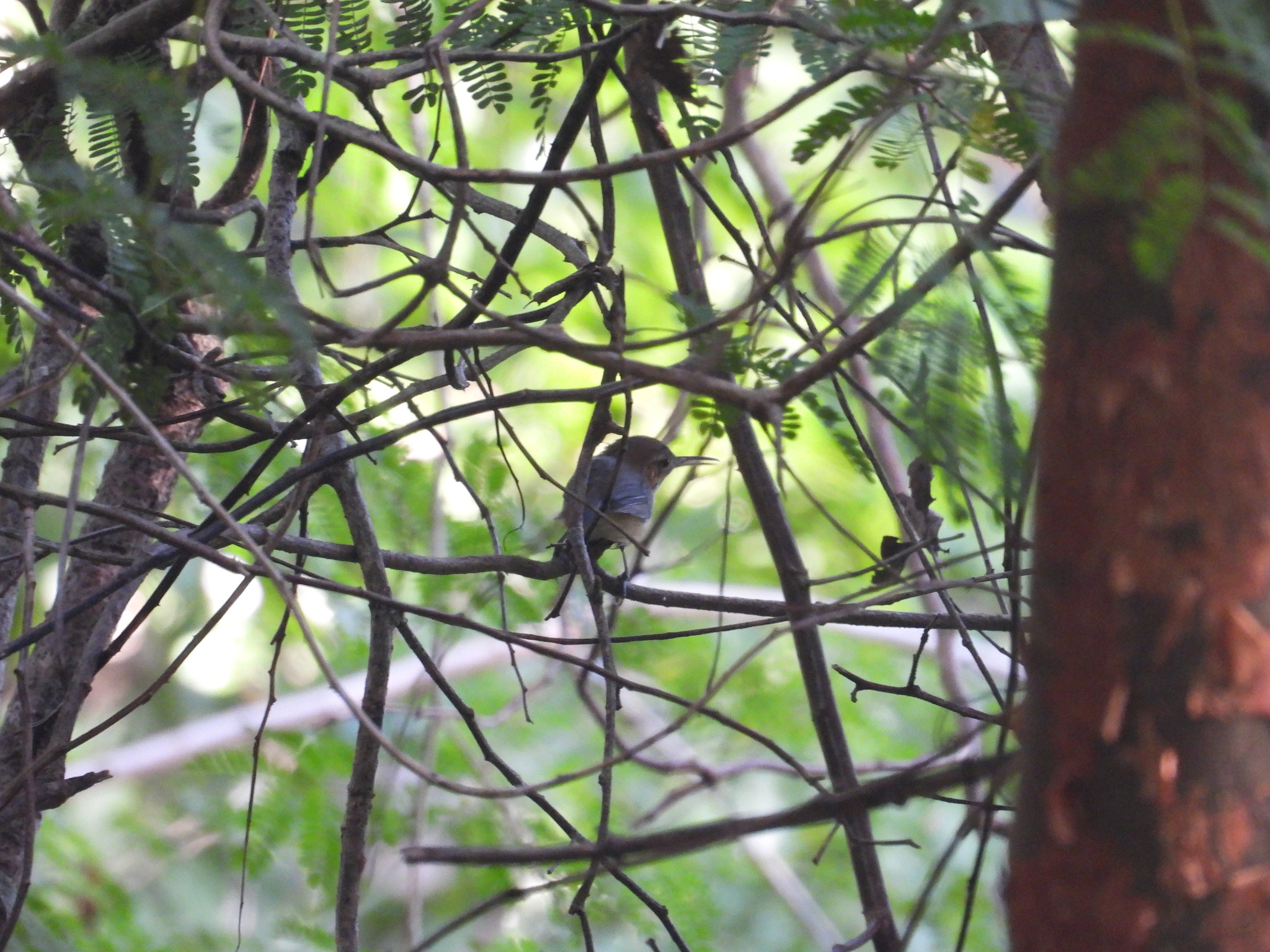 Long-billed Gnatwren (Ramphocaenus melanurus)