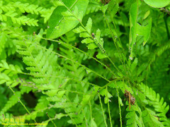 Callopistria repleta