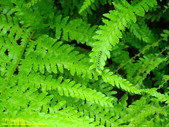 Callopistria repleta