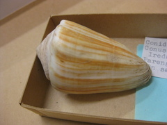 Conus lischkeanus image