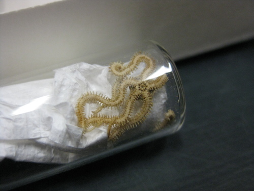 Amphiura pusilla