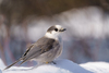 Canada Jay - Photo (c) marshallm7, some rights reserved (CC BY-NC)