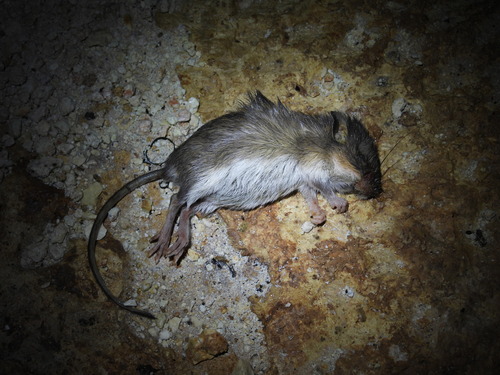 Ratón de abazones