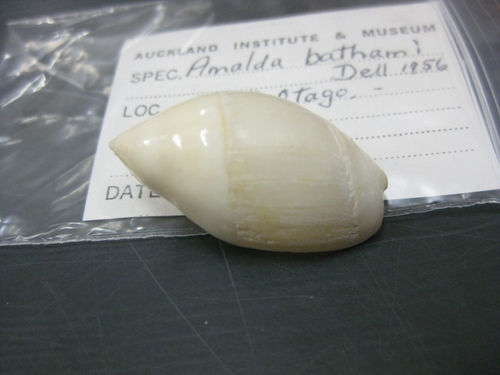 Amalda bathamae