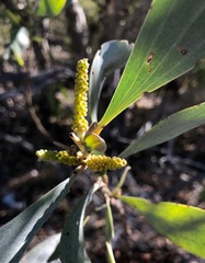 Acacia colei