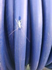 Meconema