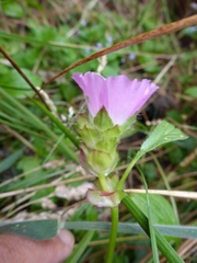 Sidalcea calycosa rhizomata