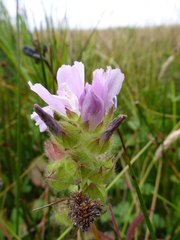 Sidalcea calycosa rhizomata