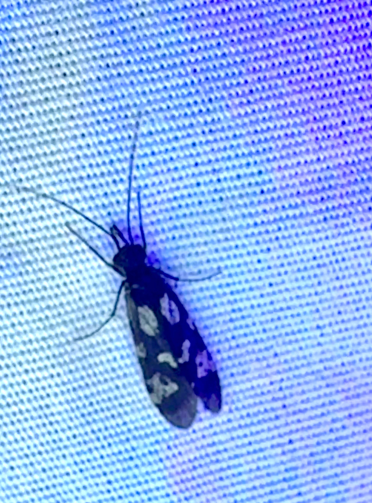 Chimarra texana