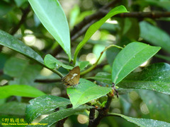 Horaga albimacula triumphalis