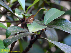 Horaga albimacula triumphalis