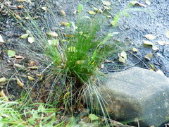 Juncus exiguus