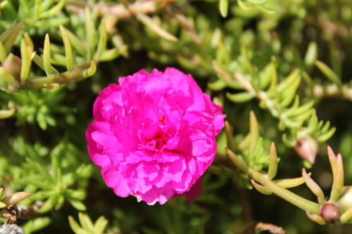 moss rose