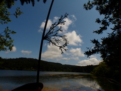 Juncus effusus effusus