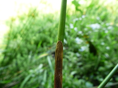 Juncus effusus effusus