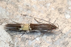 Cosmopterix pulchrimella