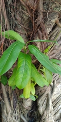 Ficus caulocarpa