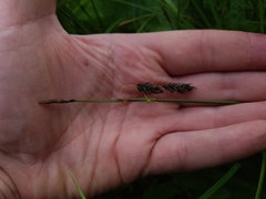 Carex pluriflora