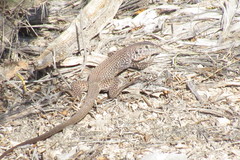 Aspidoscelis marmoratus