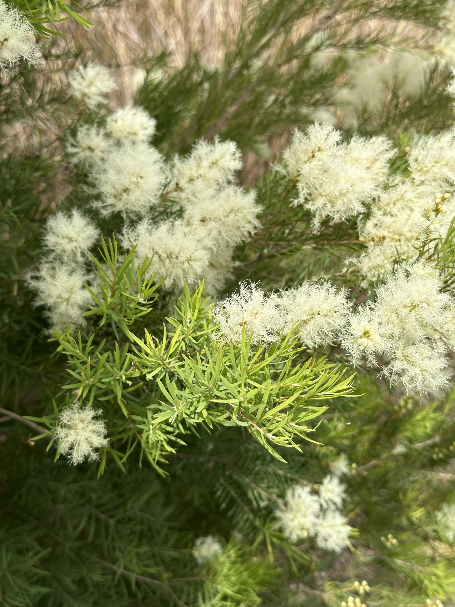 Melaleuca linariifolia