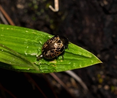 Calligrapha multipustulata