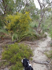 Acacia trigonophylla