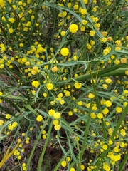 Acacia trigonophylla