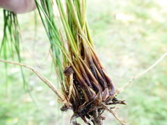 Juncus exiguus