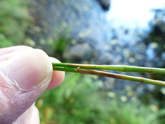 Juncus exiguus