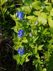 Gentiana platypetala