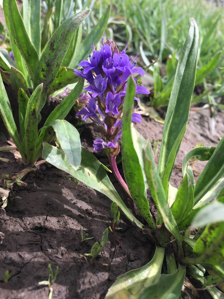 Lagotis stolonifera
