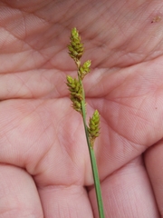 Carex canescens