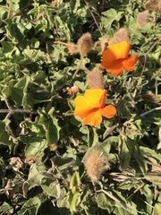 Thunbergia gregorii