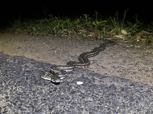 Coastal Carpet Python sighting