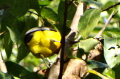 Ploceus bicolor bicolor