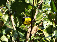 Ploceus bicolor bicolor
