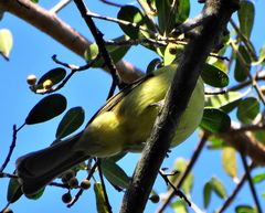 Chlorocichla flaviventris flaviventris