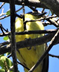 Chlorocichla flaviventris flaviventris