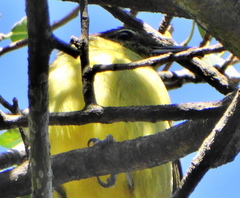 Chlorocichla flaviventris flaviventris